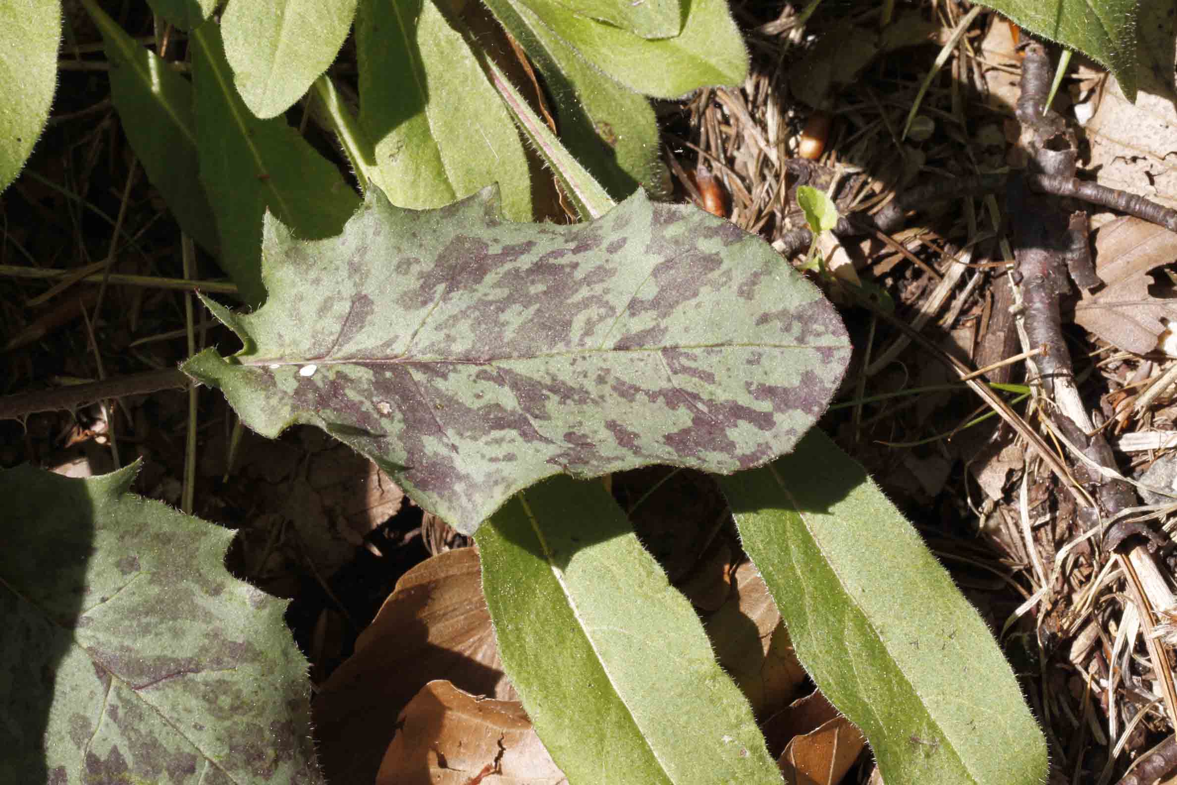 Hieracium sylvaticum ?